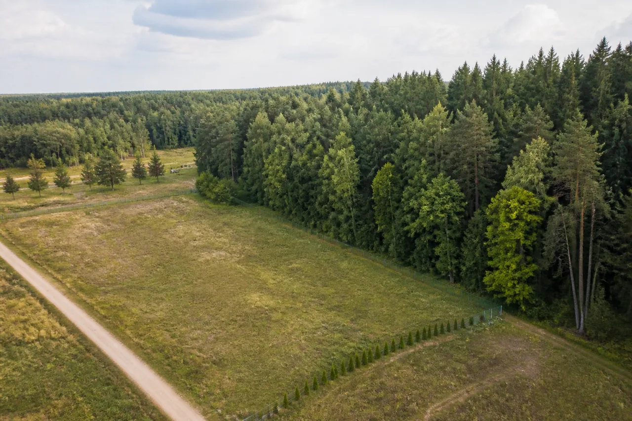 Otwartą parcelę przylegającą do dojrzałego lasu